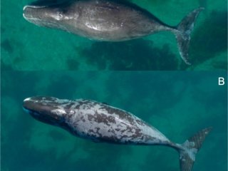 Арктические киты заплывают в «теплые» воды для дерматологических процедур