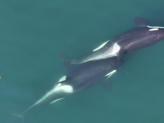 Две косатки занимаются гигиеническими процедурами.Фото: Center for Whale Research, NMFS NOAA Permit 27038.png